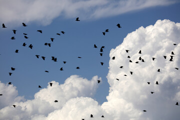 flock of birds