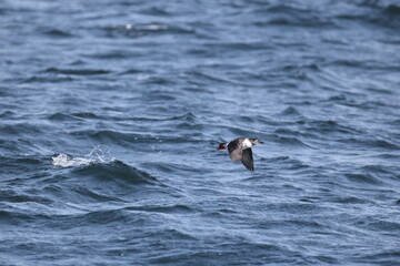 The spectacled guillemot or sooty guillemot (Cepphus carbo) is a seabird in the auk family. This...