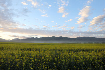 Obraz premium field of wheat