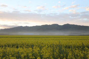 Obraz premium field of wheat