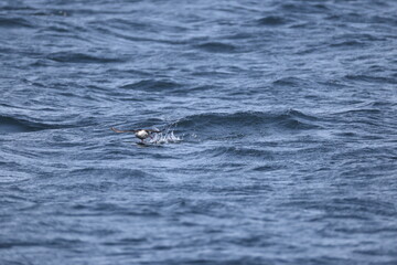 Fototapeta premium The pigeon guillemot (Cepphus columba) is a species of bird in the auk family, Alcidae. This photo was taken in Hokkaido, Japan.
