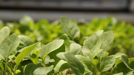 Fresh green spinach leaves growing in garden on sunny day, representing healthy eating and...