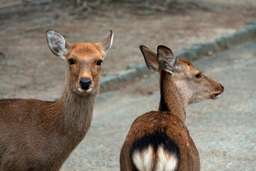 Spotted (Japanese) deer (Cervus nippon) in Nara Park on an autumn day, Nara, Japan
