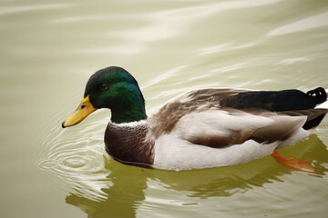 duck in the pond