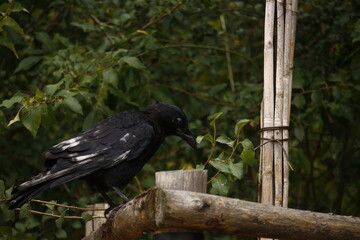 raven on a fence