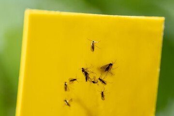 Fungus gnats stuck on yellow sticky trap macro. Non-toxic flypaper for Sciaridae pests, closeup, soft focus. Plant pest control indoor. Insects stuck to the trap tape © DimaBerlin