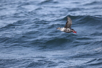 Fototapeta premium The pigeon guillemot (Cepphus columba) is a species of bird in the auk family, Alcidae. This photo was taken in Hokkaido, Japan.
