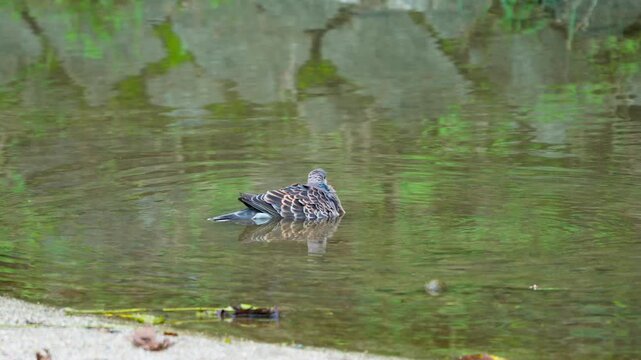Oriental Turtle Dove Drinking Water and Taking Flight