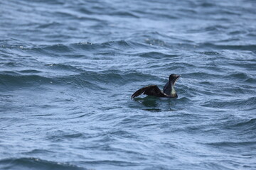The pelagic cormorant (Urile pelagicus pelagicus), also known as Baird's cormorant or violet-green cormorant, is a small member of the cormorant family Phalacrocoracidae.