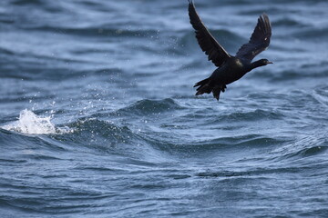 The pelagic cormorant (Urile pelagicus pelagicus), also known as Baird's cormorant or violet-green cormorant, is a small member of the cormorant family Phalacrocoracidae.