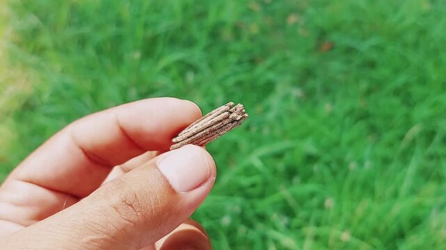 Close Up of Bagworm Moth Larva Building Protective Case from Wood