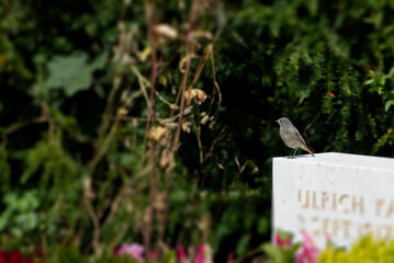 Black Redstart (Phoenicurus ochruros) sitting on a stone in Zurich, Switzerland
