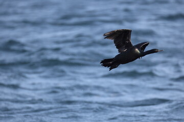 The pelagic cormorant (Urile pelagicus pelagicus), also known as Baird's cormorant or violet-green cormorant, is a small member of the cormorant family Phalacrocoracidae.