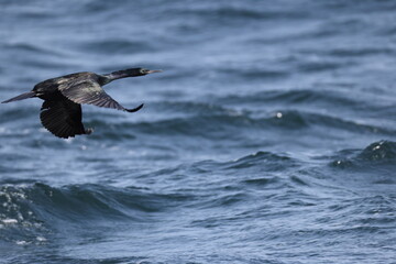 The pelagic cormorant (Urile pelagicus pelagicus), also known as Baird's cormorant or violet-green cormorant, is a small member of the cormorant family Phalacrocoracidae.