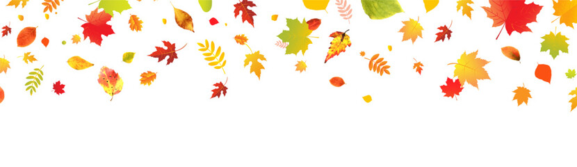 Autumn Colorful Leaves With White Background