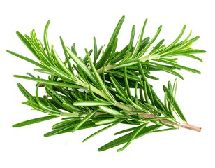 Fototapeta premium Fresh rosemary sprigs on white background