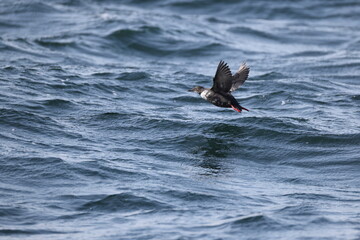 Fototapeta premium The pigeon guillemot (Cepphus columba) is a species of bird in the auk family, Alcidae. This photo was taken in Hokkaido, Japan.