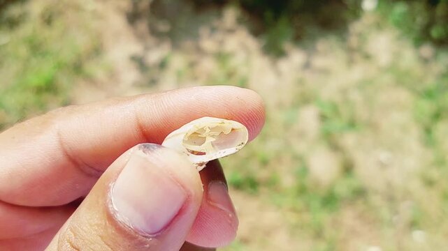 Macro View of Hand Holding Broken Snail Shell Showing Spiral Chamber and Fragile Structure