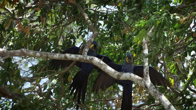 Macaw in the Amazon, Brazil