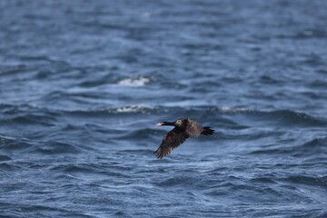 Fototapeta premium The red-faced cormorant (Urile urile), red-faced shag or violet shag, is a bird species of the family Phalacrocoracidae. This photo was taken in Hokkaido, Japan.