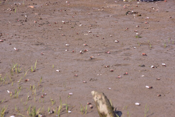 This image is part of a photo series captured at the Bakkhali River in Cox’s Bazar, Bangladesh, documenting the tidal ecosystem, river landscapes, and unique wildlife during low and high tides. 