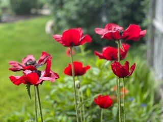 Poppies