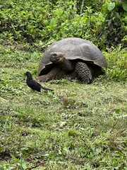 Galapagos Tortoise and Bird