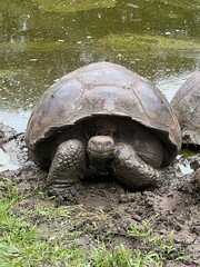 Galapagos Tortoise in Mud