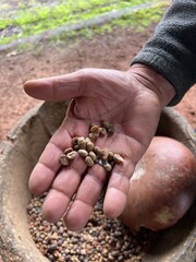 Dried Coffee Beans Equador