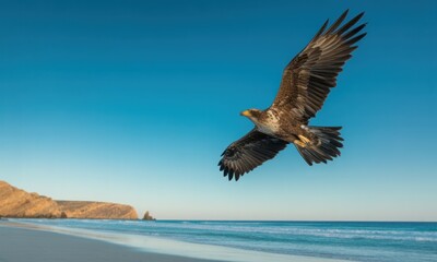 Naklejka premium Eagle soaring over a beach. Clear blue sky. Ocean waves