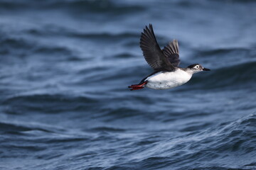 The spectacled guillemot or sooty guillemot (Cepphus carbo) is a seabird in the auk family. This...