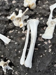 Sea Lion Bones, Galapagos