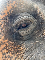 Asian Elephant Eye