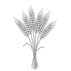 Fototapeta premium A beautiful bunch of wheat stalks tied together with a ribbon.