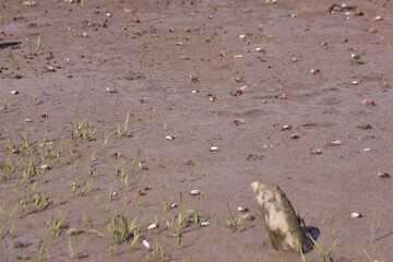 This image is part of a photo series captured at the Bakkhali River in Cox’s Bazar, Bangladesh, documenting the tidal ecosystem, river landscapes, and unique wildlife during low and high tides. 