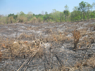 Fototapeta premium Charred field dry grass burned vegetation ash covered soil scorched landscape deforested land regrowth edge tree line clear sky daytime