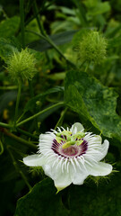 Passiflora foetida The flowers bloom in a wide, round shape. The petals are white with purple...