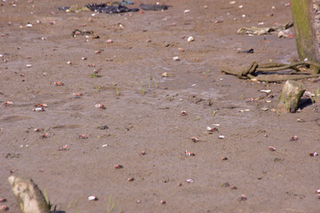 This image is part of a photo series captured at the Bakkhali River in Cox’s Bazar, Bangladesh, documenting the tidal ecosystem, river landscapes, and unique wildlife during low and high tides. 