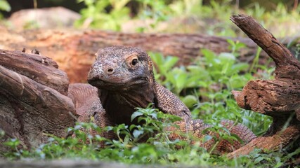 Komodo Dragon flicking its forked tongue. Komodo dragons flick their tongues to detect scents in the air using the Jacobson's organ in the roof of their mouths. 