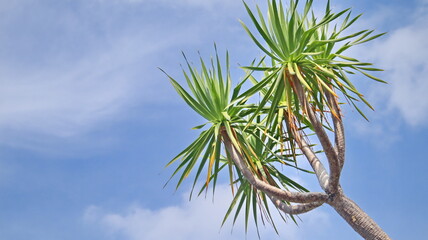 Yucca plant stretches towards the bright blue sky on a sunny day, showcasing its vibrant green leaves and unique form in a peaceful scene.