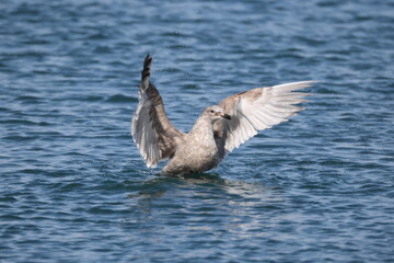 The glaucous-winged gull (Larus glaucescens) is a large, white-headed gull. This photo was taken in Hokkaido, Japan.