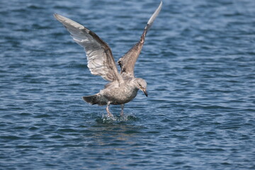 The glaucous-winged gull (Larus glaucescens) is a large, white-headed gull. This photo was taken in Hokkaido, Japan.