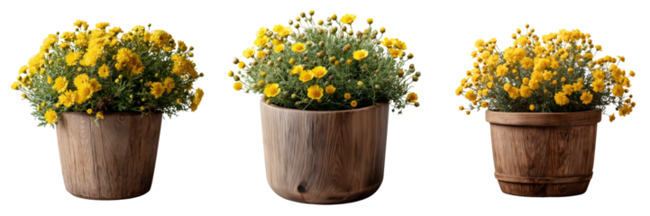 Floral arrangements cozy indoor yellow flower pots for home decor on transparent background