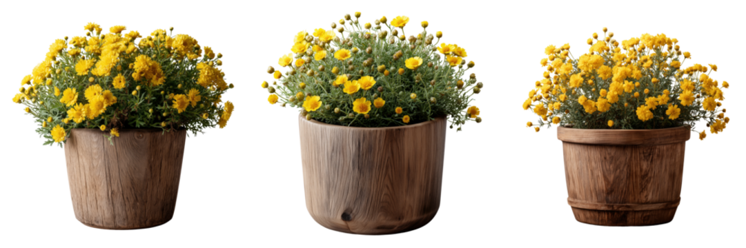 Floral arrangements cozy indoor yellow flower pots for home decor on transparent background - Powered by Adobe