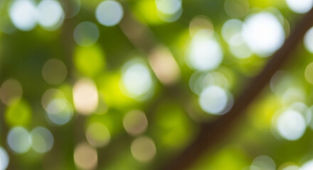 Soft green bokeh lights from sunlight filtering through leaves