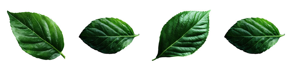 Obraz premium Exploring green leaves nature close-up photography tranquil setting on transparent background