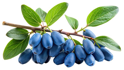 A cluster of ripe blue honeysuckle berries hangs from a branch with green leaves isolated on transparent background