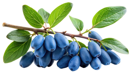 A cluster of ripe blue honeysuckle berries hangs from a branch with green leaves isolated on transparent background