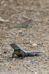 Desert Spiny Lizard