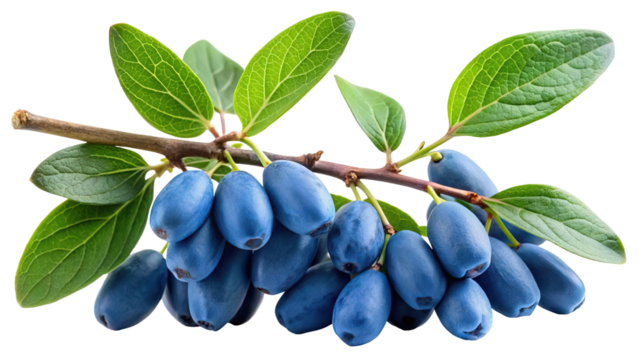 A cluster of ripe blue honeysuckle berries hangs from a branch with green leaves isolated on transparent background - Powered by Adobe